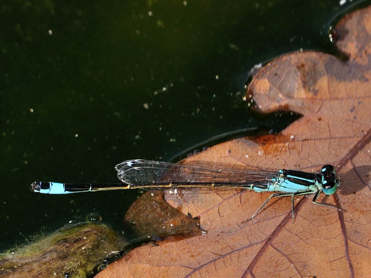 Ischnura elegans?